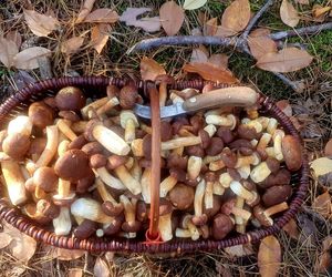 Prawdziwe skarby jesieni. Listopad to idealny czas na grzyby w Świętokrzyskiem? [Zdjęcia Waszych zbiorów]