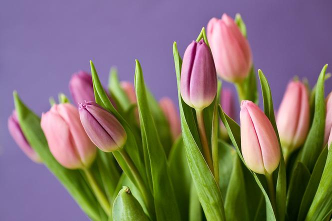 Rozdanych zostanie aż 200 tulipanów.