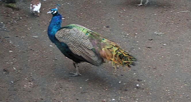 Zginął w wypadku gdy jechał po pawia 