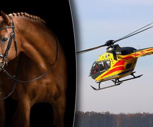 Horror na Śląsku. Koń stratował 13-latkę. Dramatyczny wypadek w stadninie koni w Jaworznie