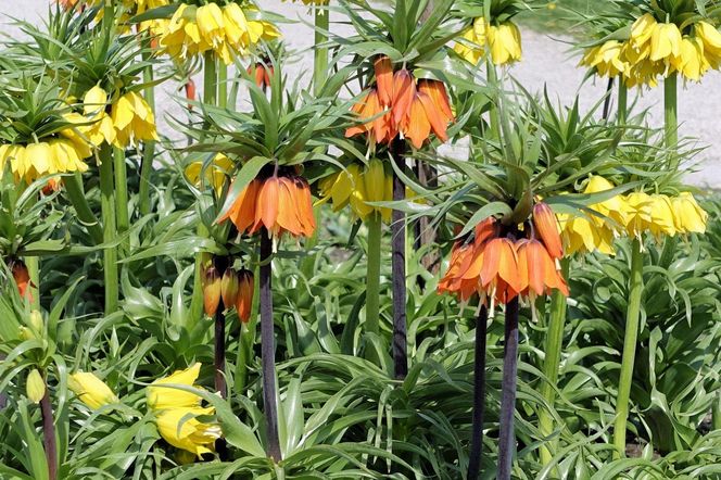 Szachownica cesarska