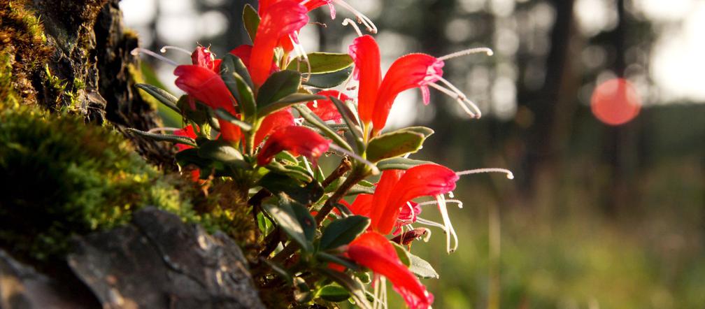 Eszynantus (Aeschynanthus)