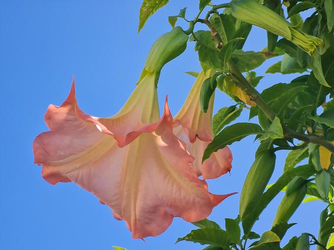 Niesamowita Datura. Zdjęcia