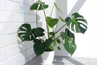 Monstera dziurawa