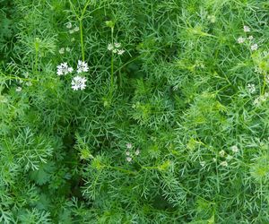 Wielu widzi w niej tylko chwast. Spektakularne właściwości przeciwnowotworowe