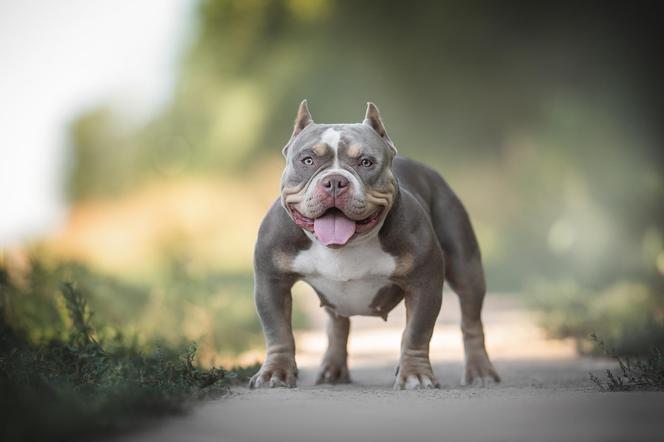 American bully