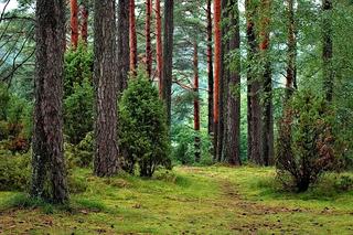 Unia Europejska chce przejąć polskie lasy. Wiceminister: „To bardzo niebezpieczne rozwiązanie”