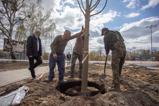 W Płocku ruszyły nasadzenia drzew, które przyjechały do nas aż z Holandii!