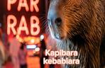 Kapibara w Szczecinie