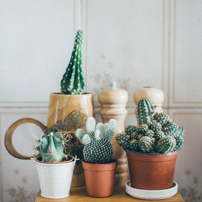 Kaktusy: mało wymagające rośliny doniczkowe