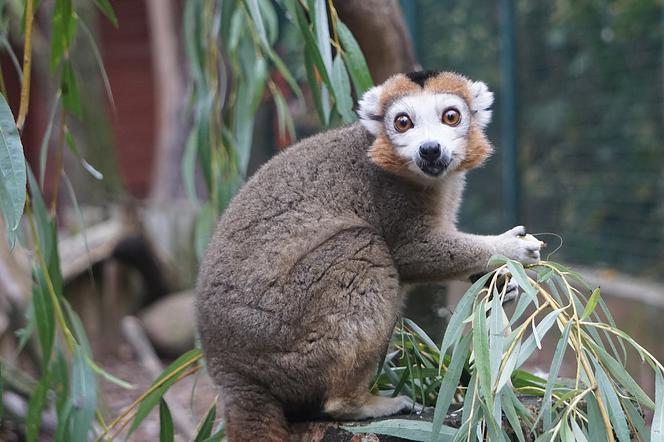 Lemury koroniaste we wrocławskim zoo