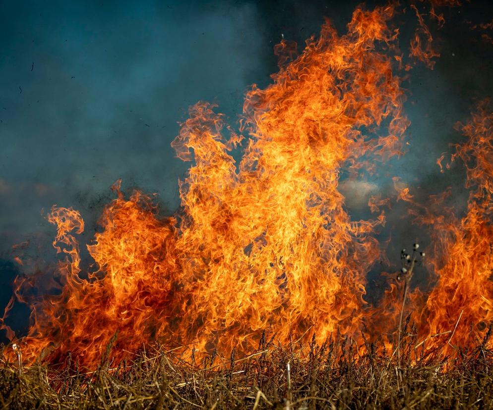 Pisz. Pożar 100 ha traw na poligonie wojskowym. Ogień mógł przenieść się na las