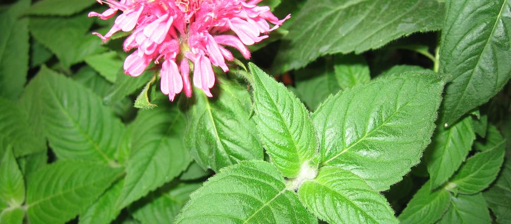 Pysznogłówka dwoista 'Pink Lace'
