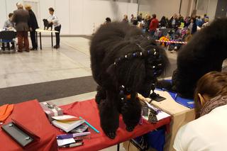 EXPO SILESIA DOG SHOW 2017