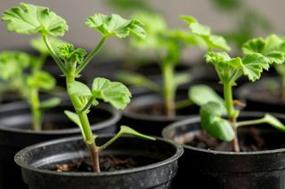 Rozrób z wodą i podlej sadzonki pelargonii, aby pięknie rozkwitły. Kwiecisty balkon będzie wzbudzać podziw sąsiadek. Naturalny nawóz do sadzonek pelargonii