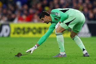 Mecz Walia - Belgia nagle przerwany, niespodziewany intruz na boisku! Thibaut Courtois stał się obiektem drwin