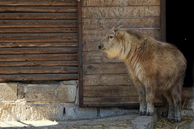 We wrocławskim zoo urodził się drugi w Polsce takin złoty