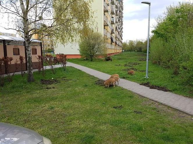 Dziki na toruńskim Rubinkowie. Beztrosko biegały po okolicy
