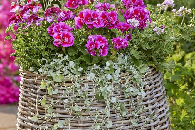 Pelargonie - idealne kwiaty na balkon. Jakie są gatunki pelargonii? Kiedy sadzić pelargonie po zimie? 