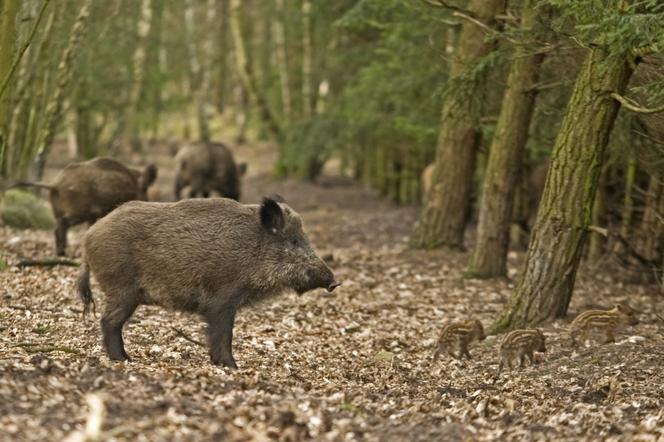 Olsztyn. Zimna wiosna w mieście i pierwsze wizyty niechcianych gości [AUDIO]