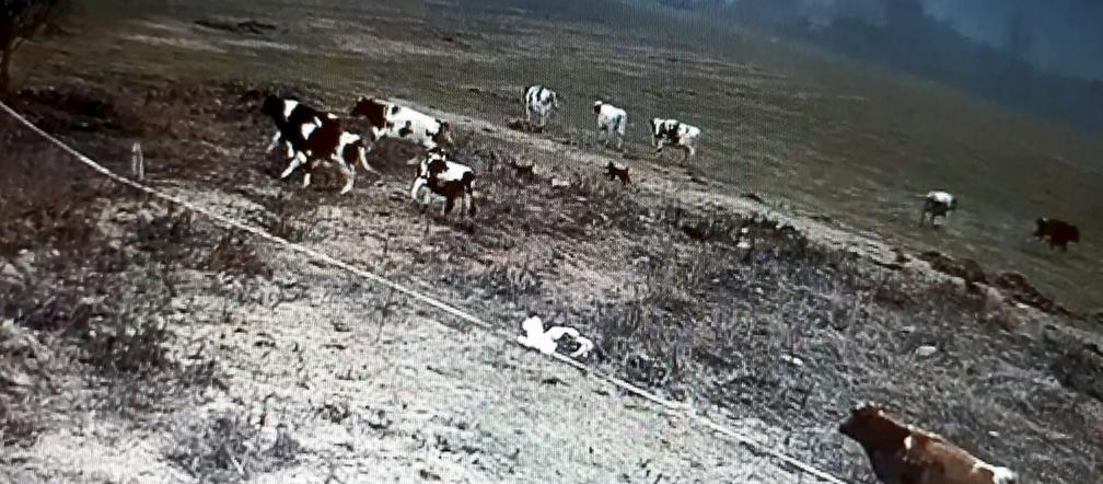 Burek zagryzł mu mamę