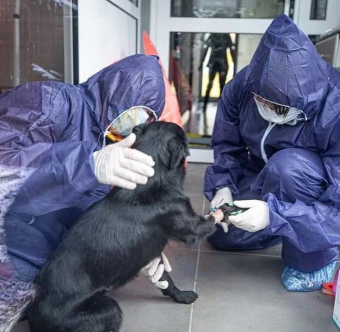 Zwierzęta z Ukrainy otrzymają pomoc w Przemyślu