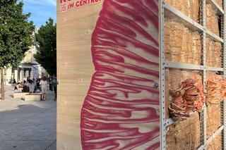 Koszty w mieście - różowe boczniaki na Placu Pięciu Rogów przyciągały dużą uwagę przechodniów