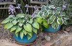 Funkia ogrodowa (Hosta)