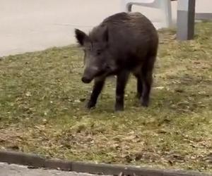 Dzik z Gdyni merda ogonkiem jak piesek. Nagranie z TikToka hitem internetu [ZDJĘCIA]