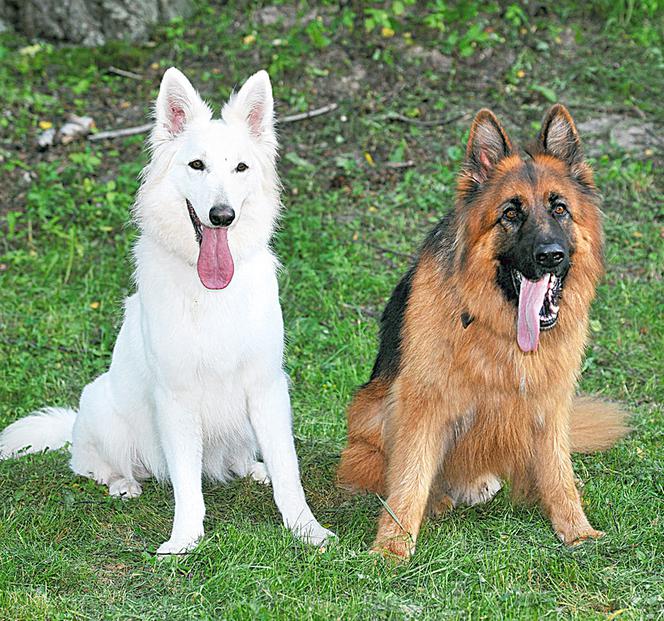 Komisarz Alex 4 sezon. Alex, Malina