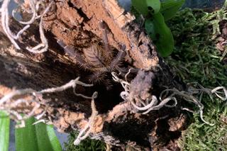 Student z Bydgoszczy z wyjątkową pasją. W pokoju ma jak w tropikach, bo tak lubią jego egzotyczne zwierzęta. 