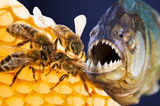 Szok! Ratował się przed rojem pszczół, piranie dosłownie zjadły mu twarz! 