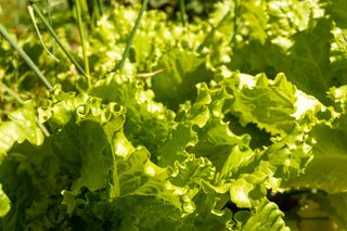 Właściwa uprawa sałaty na balkonie 