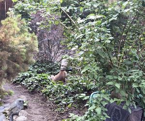 Niecodzienna akcja ratunkowa w Józefowie. Lis utknął w słoiku 