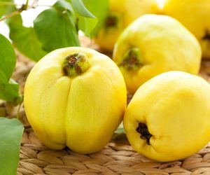 Co zrobić z PIGWY: jak zrobić konfiturę, sok i nalewkę z pigwy? 