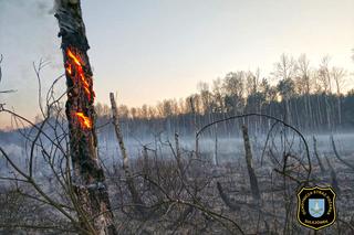 Gigantyczny pożar lasu pod Wołominem