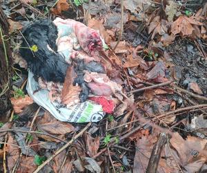Śląskie: Makabryczne odkrycie w lesie pod Rybnikiem. Znaleziono oskórowanego psa bez łap