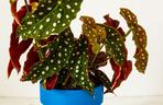 Begonia koralowa