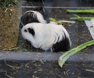 ZooPark ponownie przyciągnął do Targów Lublin tłumy miłośników zwierząt