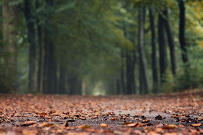 WOT będzie odpierał ASF. Pomór świń u progu województwa świętokrzyskiego