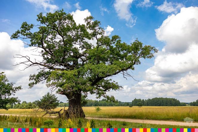 Drzewo Roku 2021. Dąb Dunin zwyciężył w ogólnopolskim konkursie