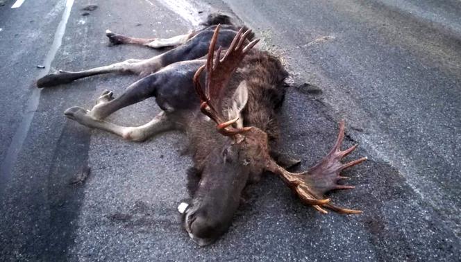 Łoś również nie przeżył