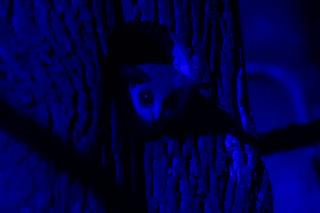 Nowi mieszkańcy Orientarium ZOO Łódź