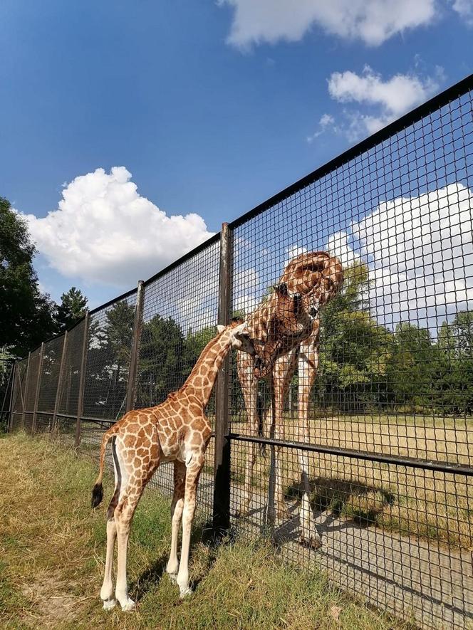 Mała żyrafa w warszawskim zoo