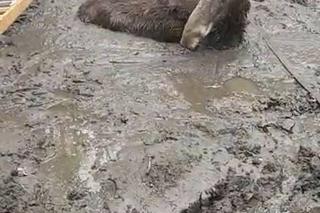 Młody łoś miał niewielkie szanse na przeżycie. Pomoc nadeszła w porę