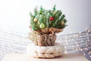 Kwiaty Bożego Narodzenia. 6 roślin, które udekorują Twój dom na święta