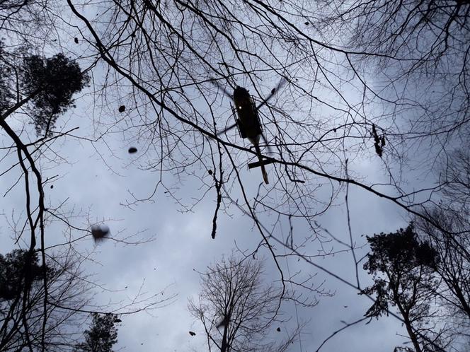 Mężczyzna przygnieciony przez drzewo