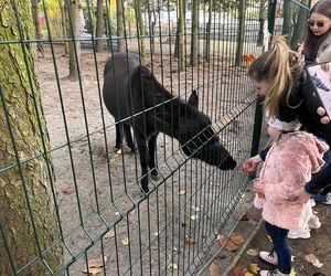 Zagroda 3 siostry w Kamieniu przyciągnęła całe rodziny w ciepły jesienny weekend ZDJĘCIA