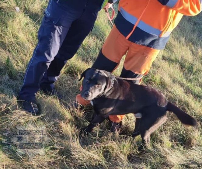 Kierowca zostawił psa na autostradzie A4