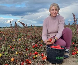 Samozbiory pomidorów na plantacji w Niewirkowie cieszą się powodzeniem